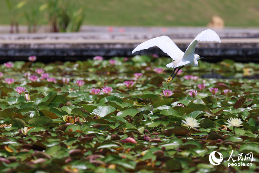 彩蓮滿塘鷺鳥(niǎo)飛。人民網(wǎng)記者 陳博攝