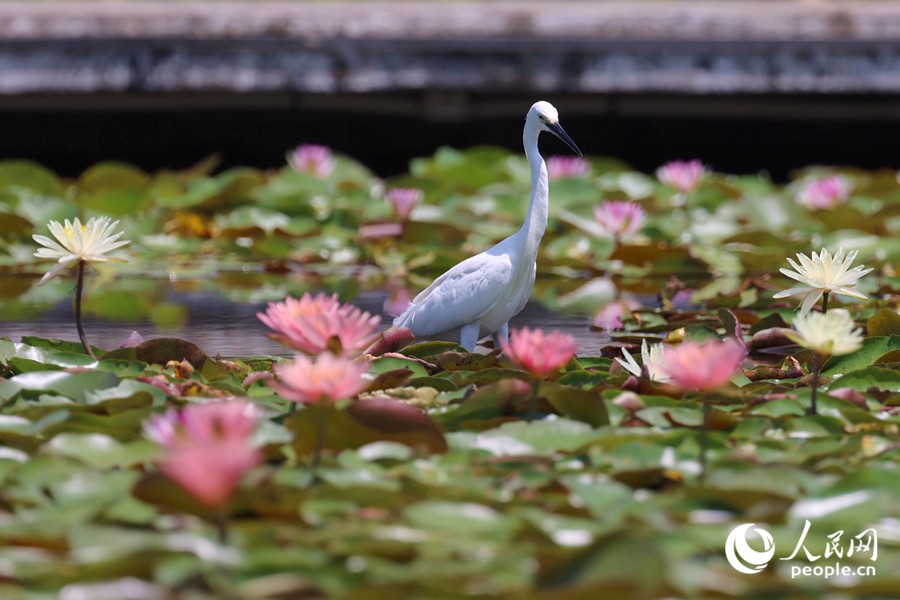 白鷺在睡蓮盛開(kāi)的池塘中流連。人民網(wǎng)記者 陳博攝