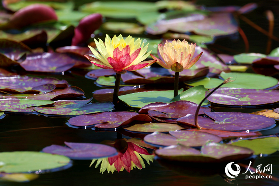 雙色睡蓮與翠綠的蓮葉、清澈的池水相映成畫(huà)。人民網(wǎng)記者 陳博攝